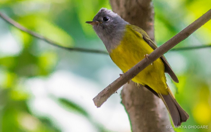 Grey-headed Canary-flycatcher